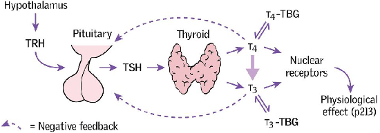 Thyroid function pathways